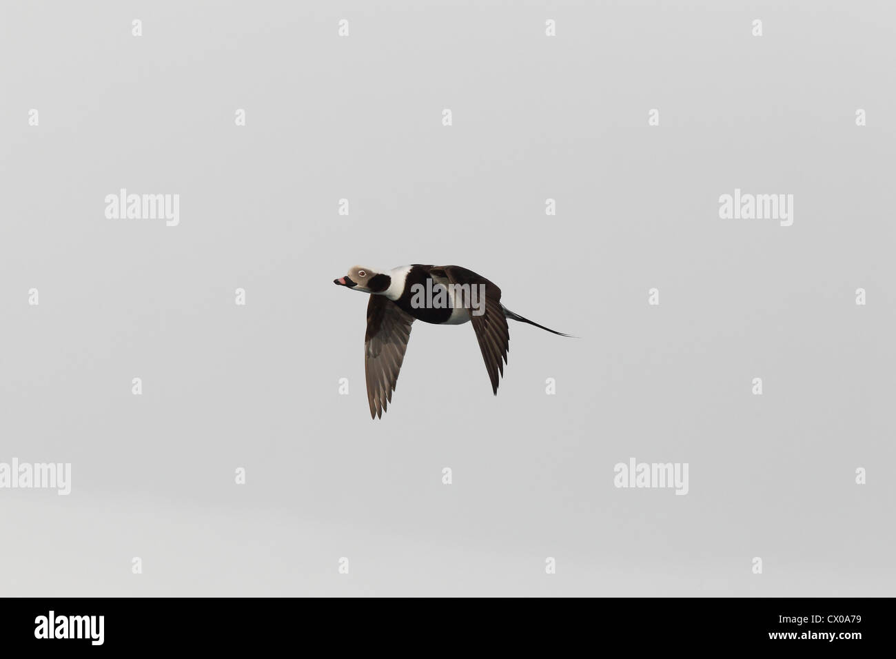 Long-tailed Duck / Oldsquaw Clangula hyemalis Foto Stock