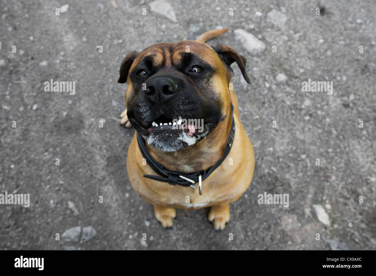 Olde English Bulldog guardando dritto fino mentre seduto Foto Stock