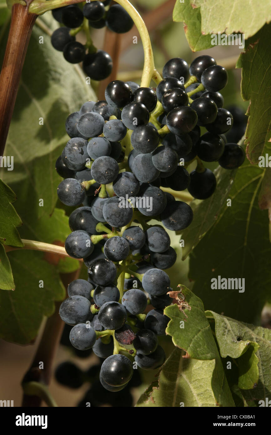 Immagine: Steve Race - uve Syrah clone (470) maturazione sulla pianta, Catalunya, Spagna. Foto Stock