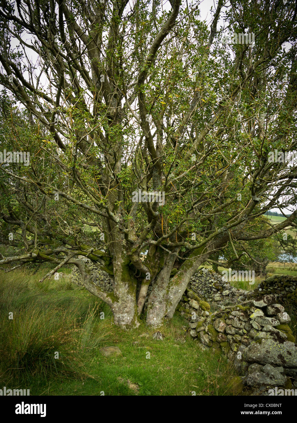 Età holly tree contro una parete di stalattite, Cumbria Inghilterra England Foto Stock