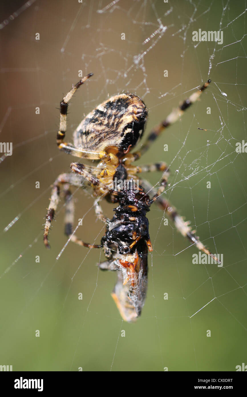 Giardino Spider Araneus diadematus con Hover-fly preda Foto Stock
