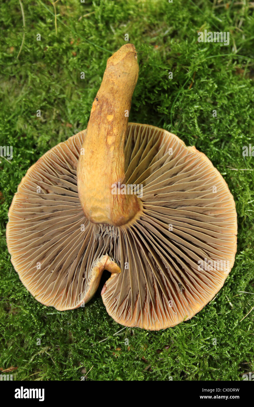 Il rame Spike Chroogomphus rutilus Foto Stock