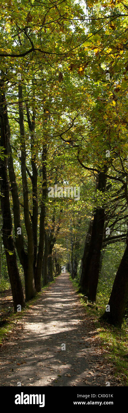Modo attraverso la Spreewald, Brandeburgo, Germania, Europa Foto Stock