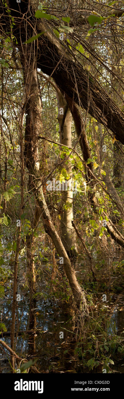Albero nel parco naturale, Spreewald, Brandeburgo, Germania, Europa Foto Stock
