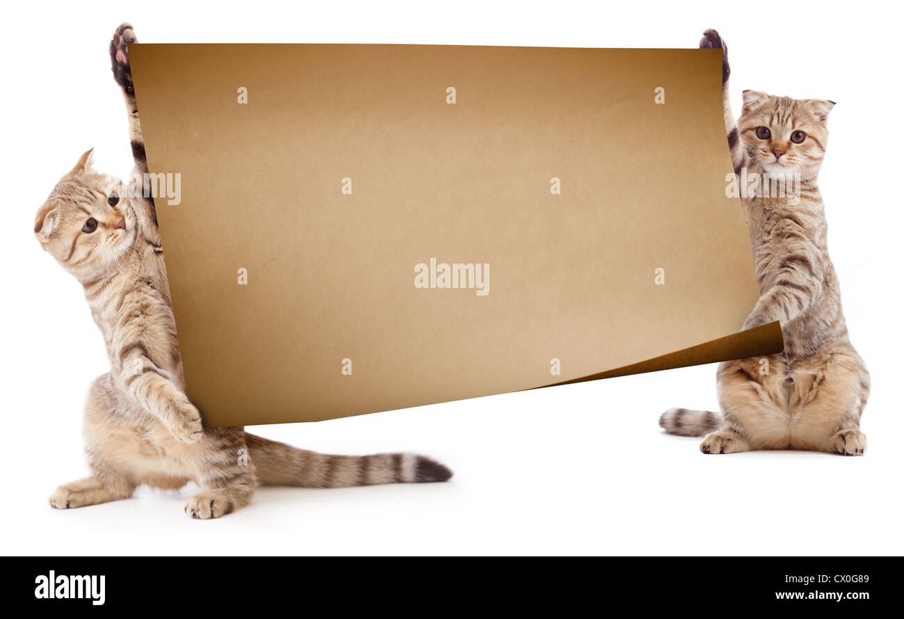 Due gattini con cartellone o banner per il testo Foto Stock