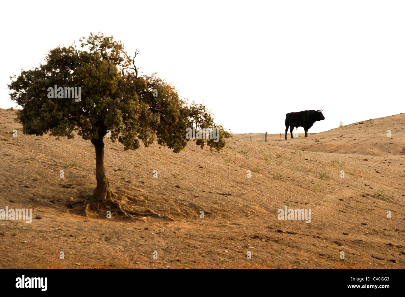 Toro nero su una fattoria e albero Foto Stock