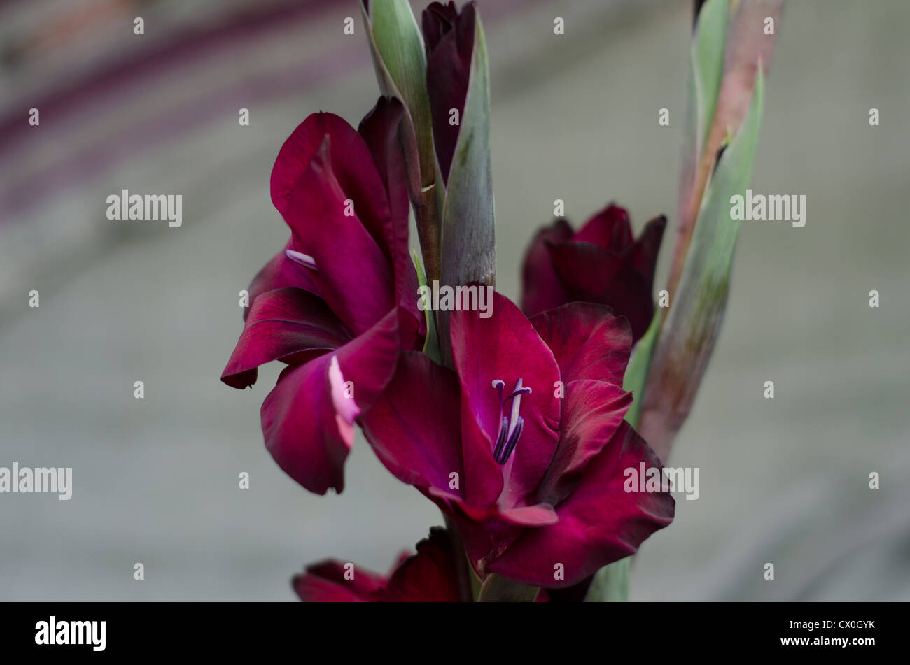 Profondo rosso-borgogna Gladiola - Iridaceae Gladioli-Gladiolus steli su morbido sfondo grigio Foto Stock