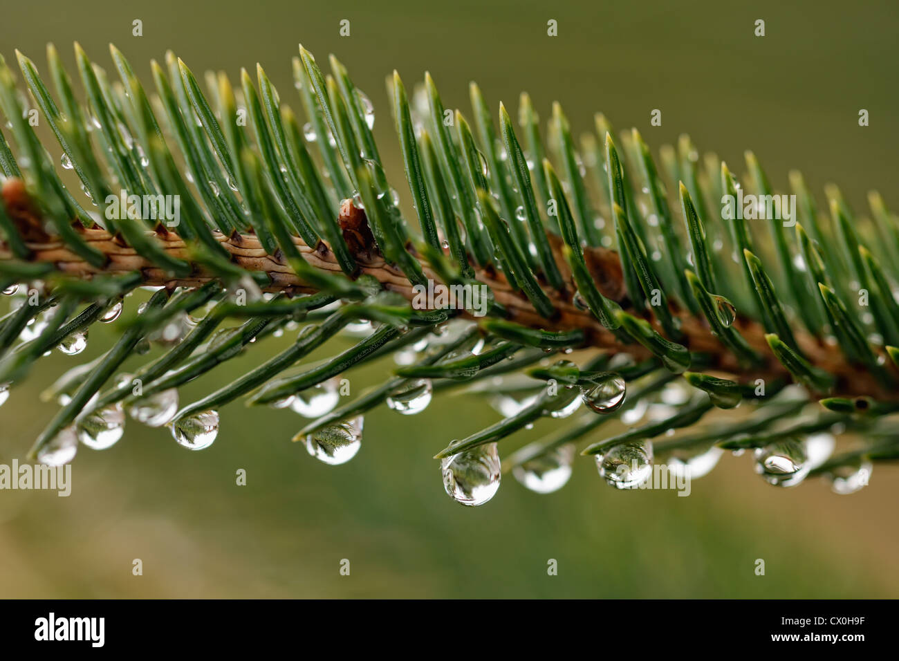 Aghi di abete bianco (Picea glauca) con gocce di pioggia, maggiore Sudbury, Ontario, Canada Foto Stock