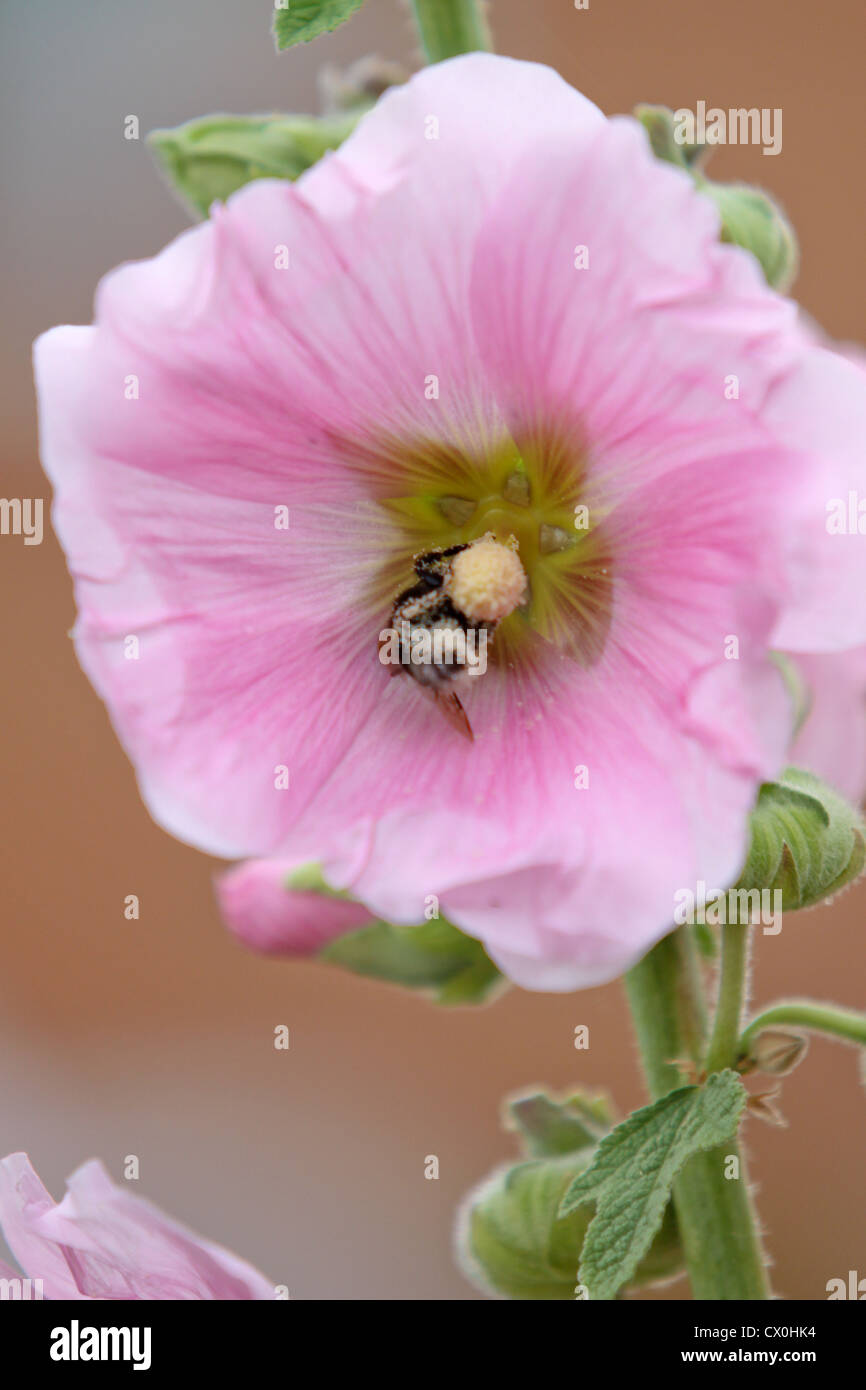 Hollyhock fiore con Bumble Bee per raccogliere il polline Foto Stock