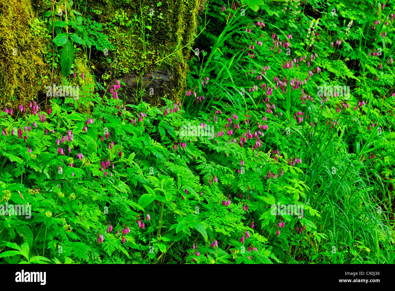 Western spurgo cuore (Dicentra formosa) vicino Latourelle cade, Columbia Gorge National Scenic Area, Oregon, Stati Uniti d'America Foto Stock