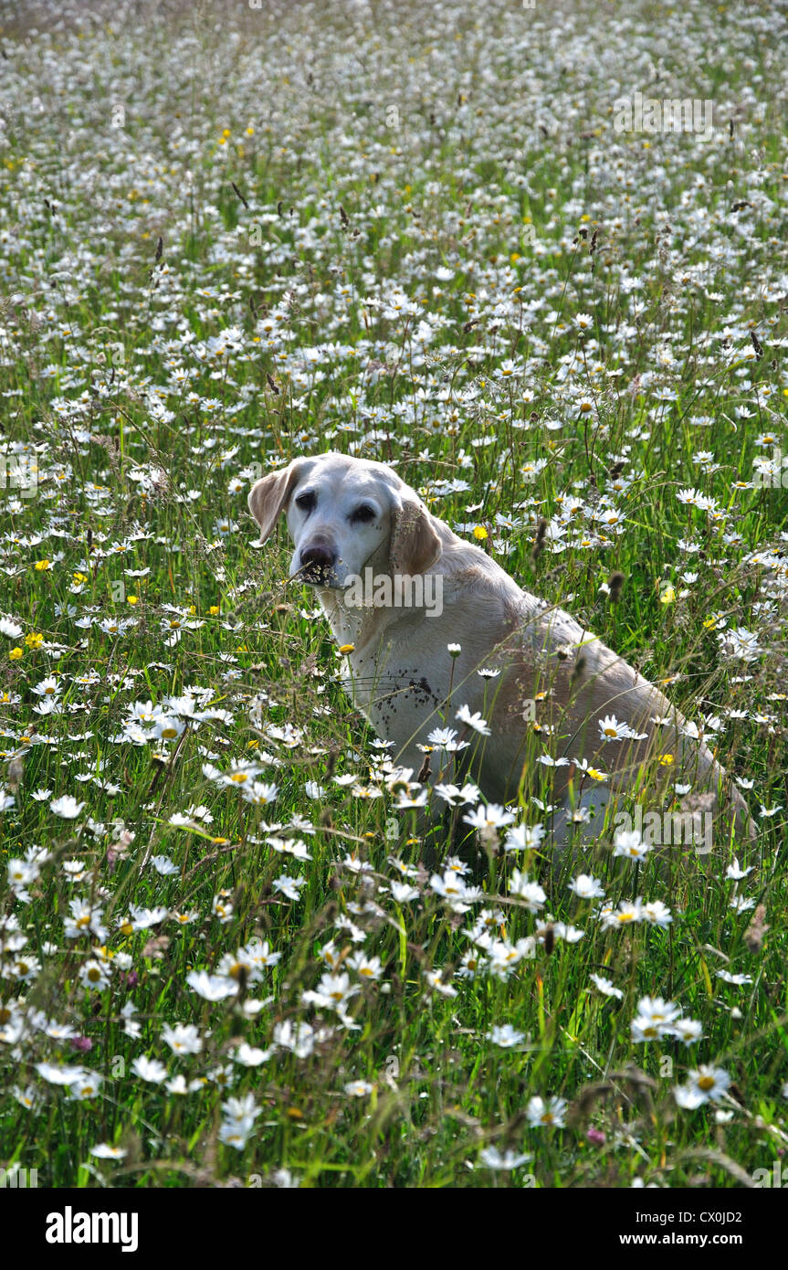 Un labrador seduto in un tradizionale fieno prato con un sacco di fiori selvatici REGNO UNITO Foto Stock