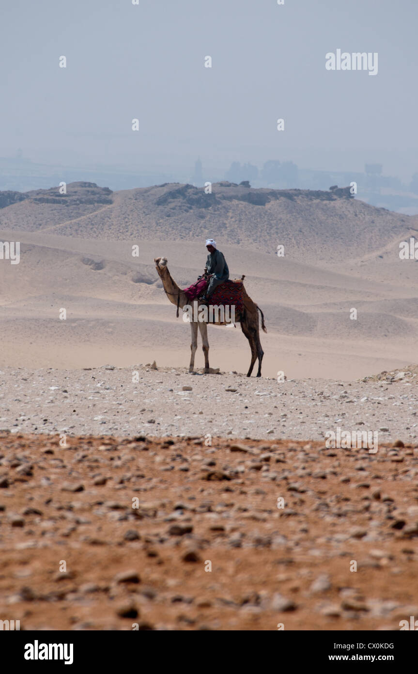 Camel presso le Piramidi di Giza con il Cairo in Egitto in background Foto Stock