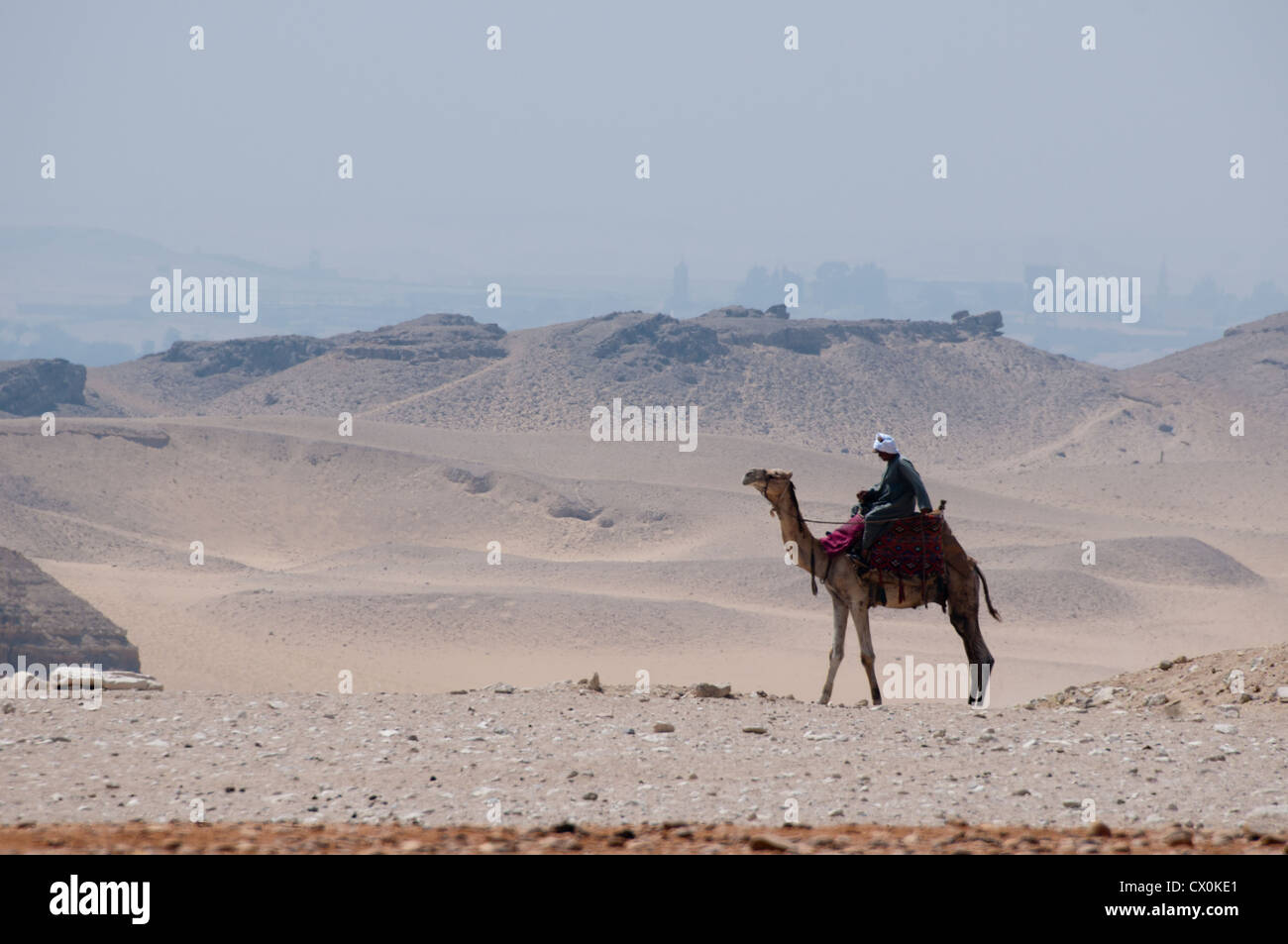 Camel accanto alle piramidi di Giza Cairo Egitto Foto Stock