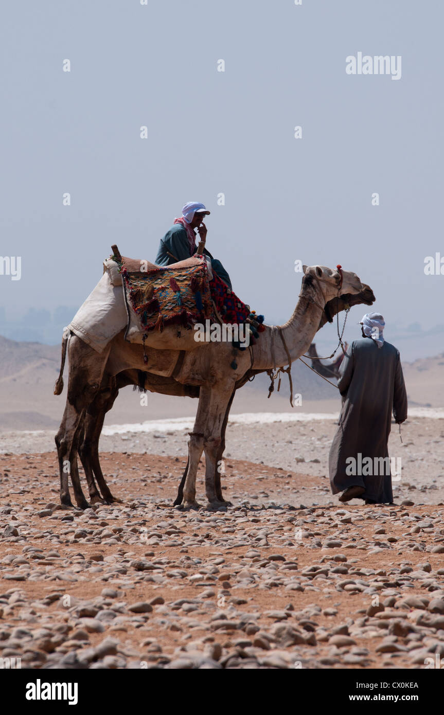 Camel e guidare le Piramidi di Giza Cairo Foto Stock