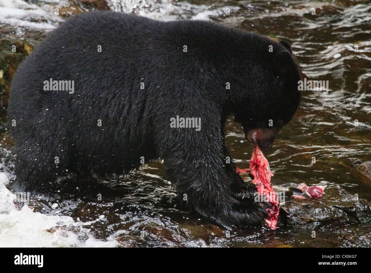 Black Bear alimentando in Alaska Foto Stock