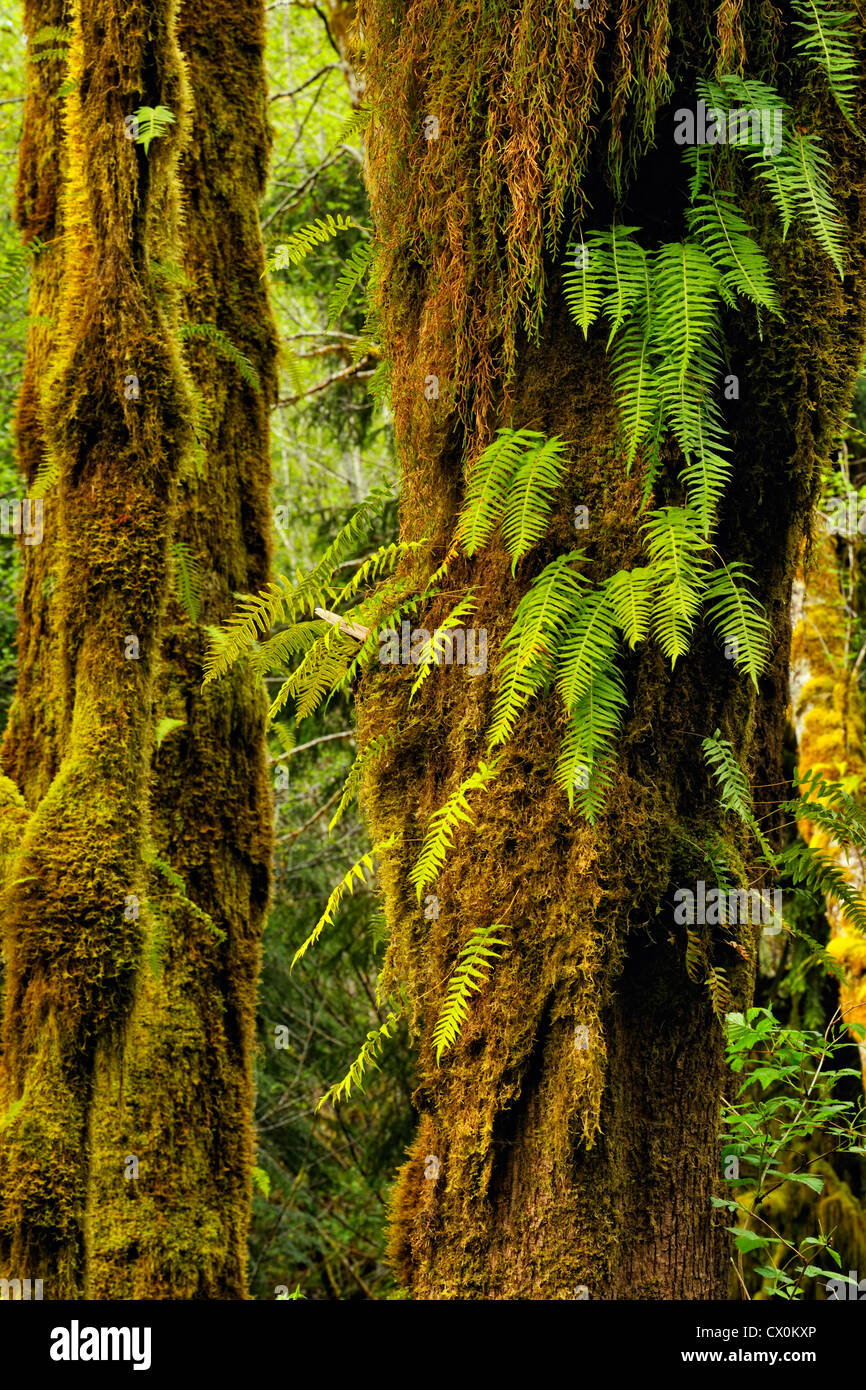 Acero Bigleaf (Acer macrophyllum) tronco di albero con epifite, il Parco Nazionale di Olympic, Hoh Rainforest, Washington, Stati Uniti d'America Foto Stock