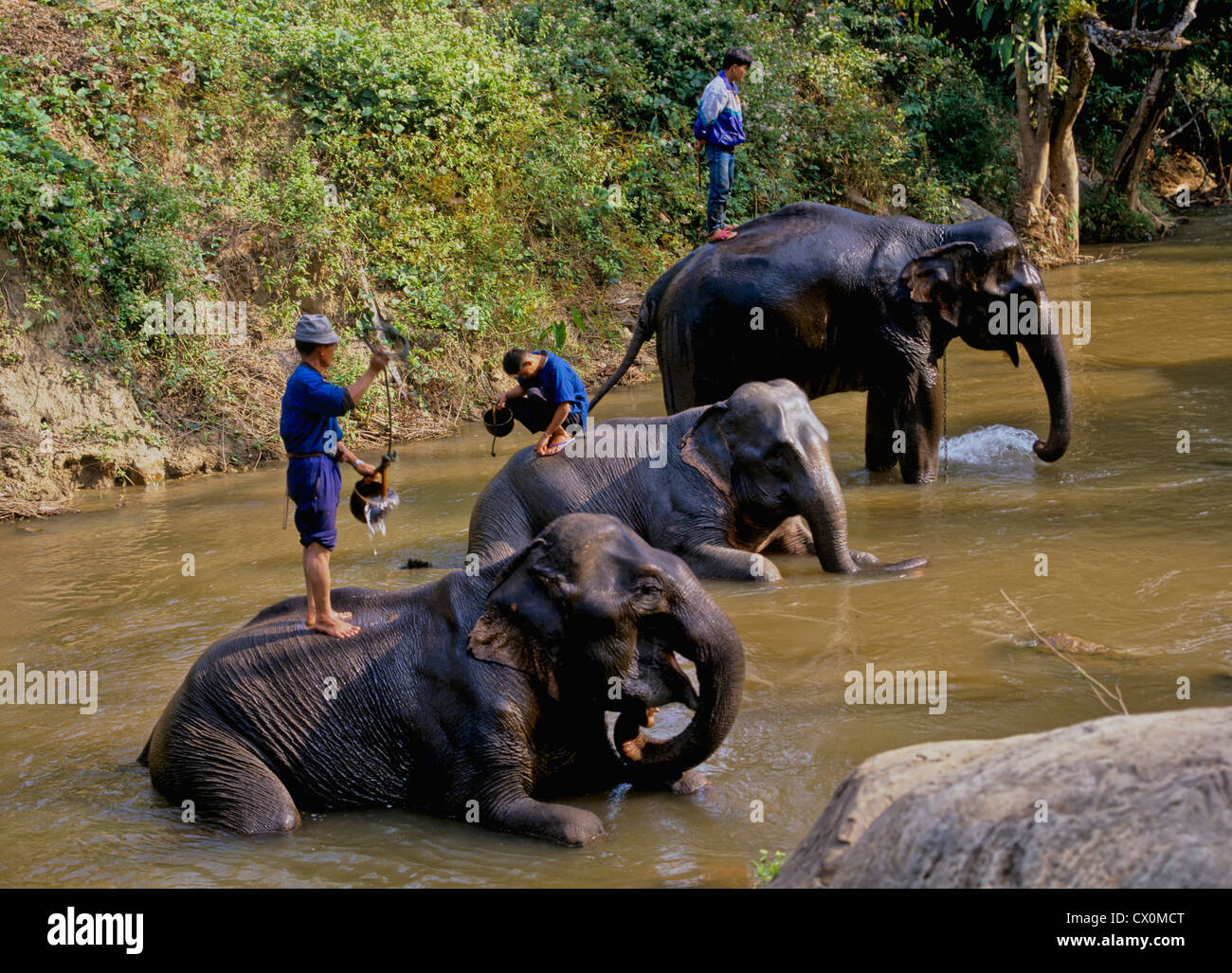 8191. Gli elefanti bagno quotidiano, vicino a Chiang Mai, Thailandia del Nord Foto Stock