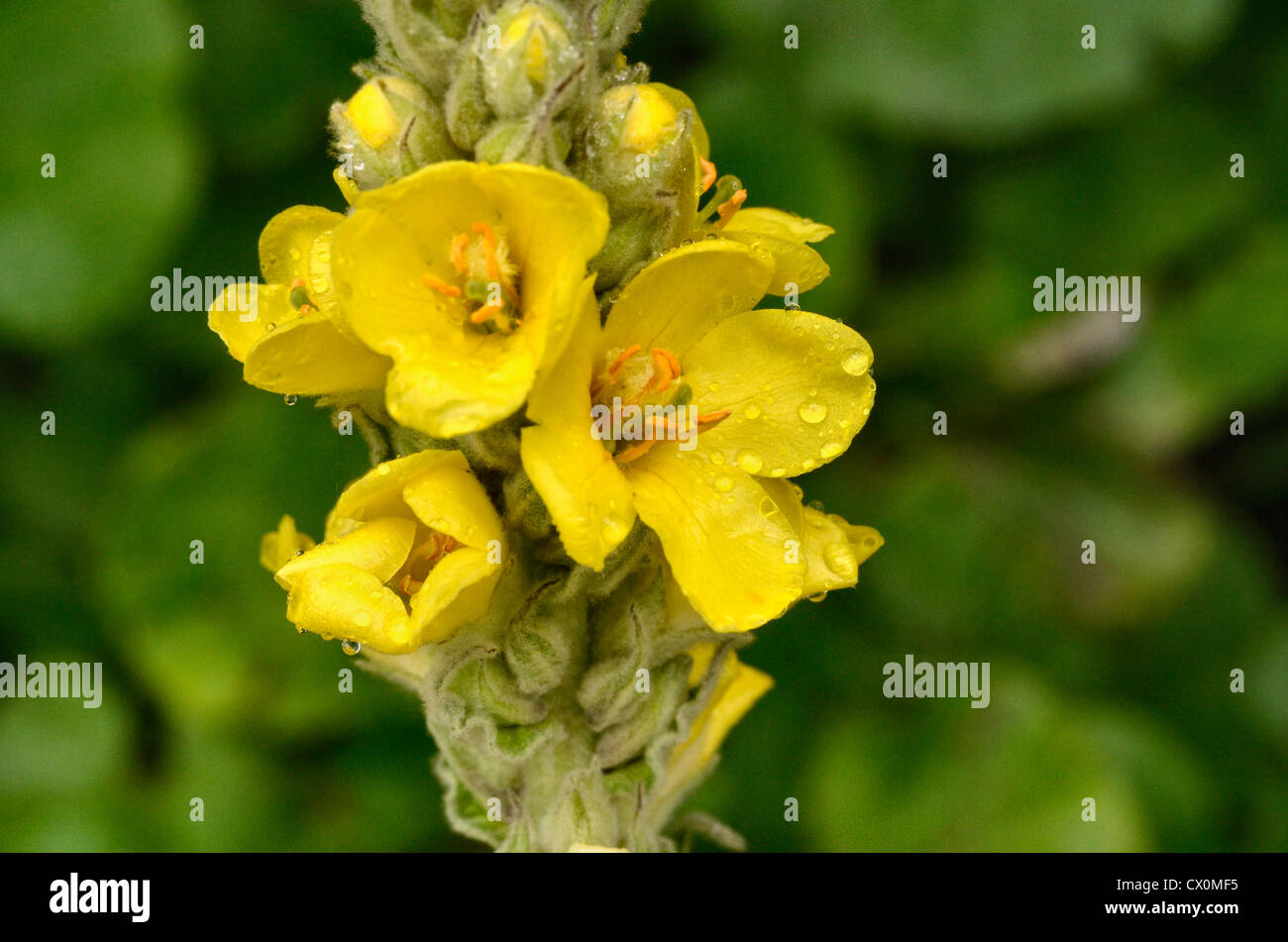Fiori di Grande Mullein / Verbascum thapsus. I punti di messa a fuoco sono petali di fiore di RHS. Ex pianta medicinale usata per rimedi a base di erbe. Foto Stock