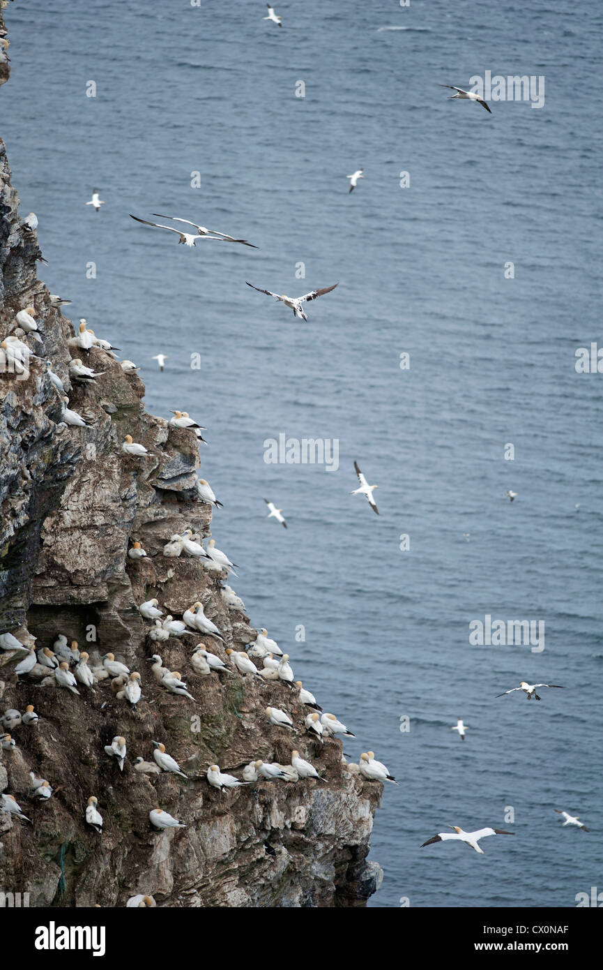 Le sule, Sula Bassana in volo su terraferma colonia nidificazione, Aberdeenshire, Grampian Regione Scozia. SCO 8404 Foto Stock