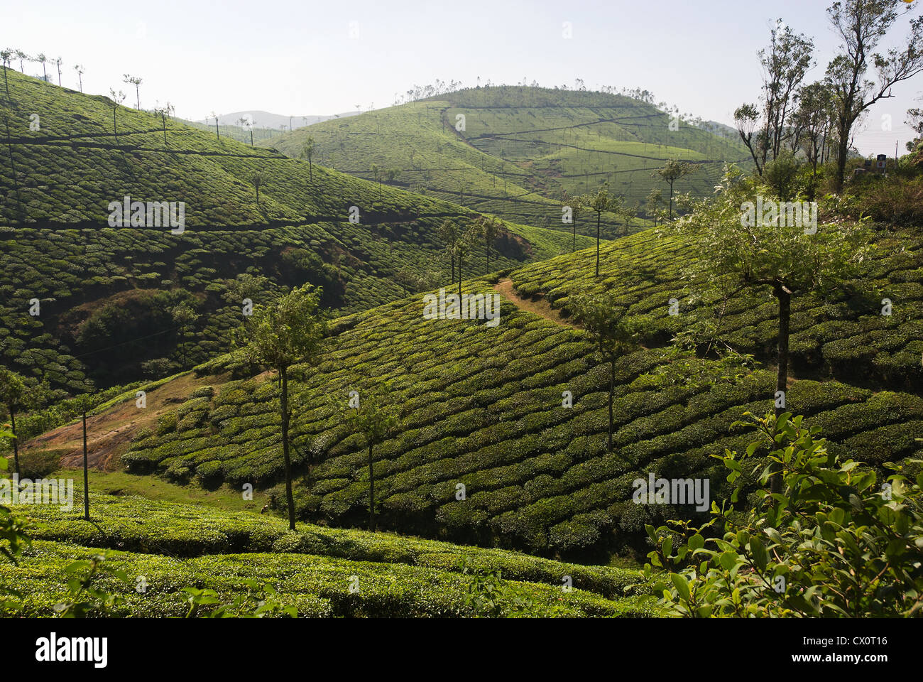 Elk201-3906 India Kerala, del Periyar, piantagione di tè Foto Stock