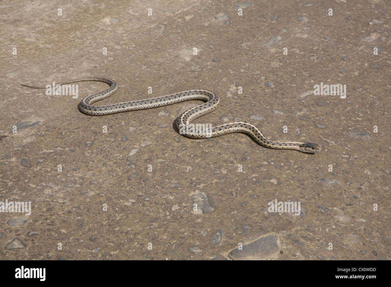 Common garter snake (Thamnophis sirtalis) attraversa road Foto Stock