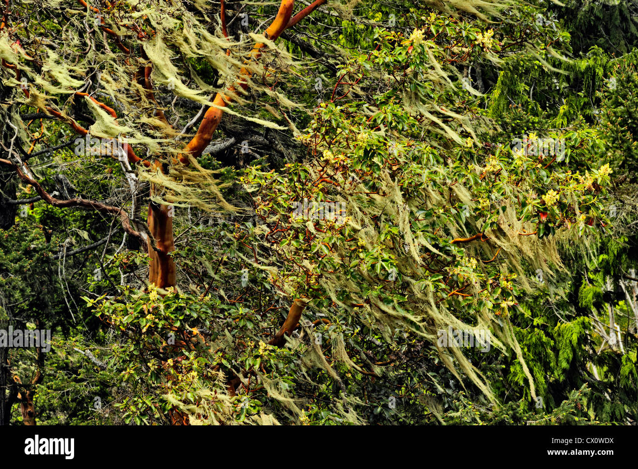 Pacific Madrone, corbezzolo (Arbutus menziesii) con i licheni, East Sooke, Roche Cove, BC, Canada Foto Stock