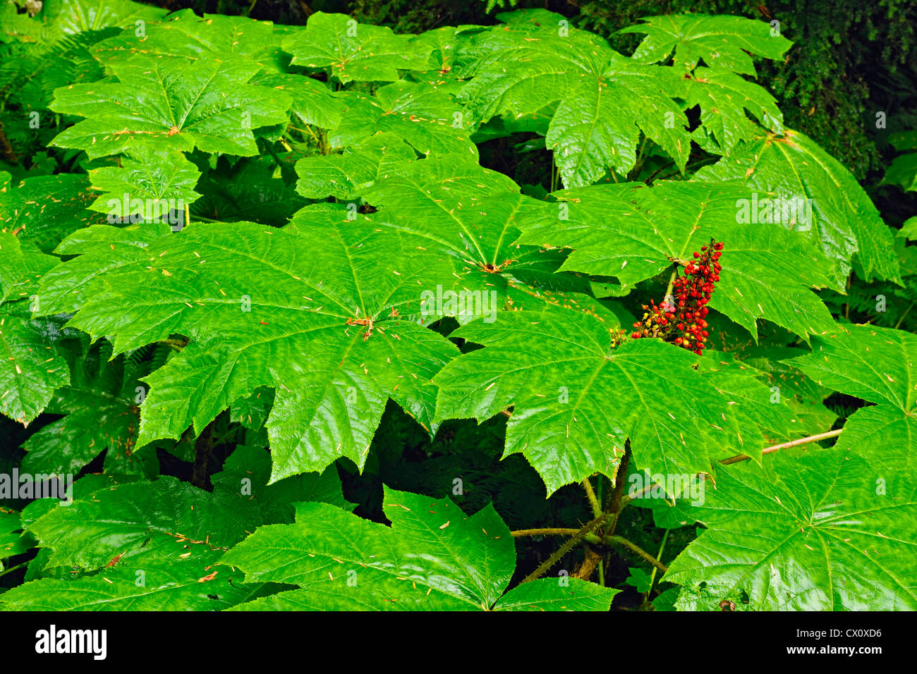 Devil's Club lascia bacche (Oplopanax horridus) Mount Revelstoke National Park, British Columbia, Canada Foto Stock