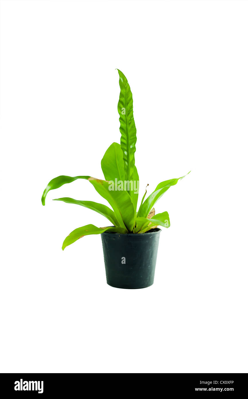 Ascesa di albero in pot nero su sfondo bianco isolare Foto Stock