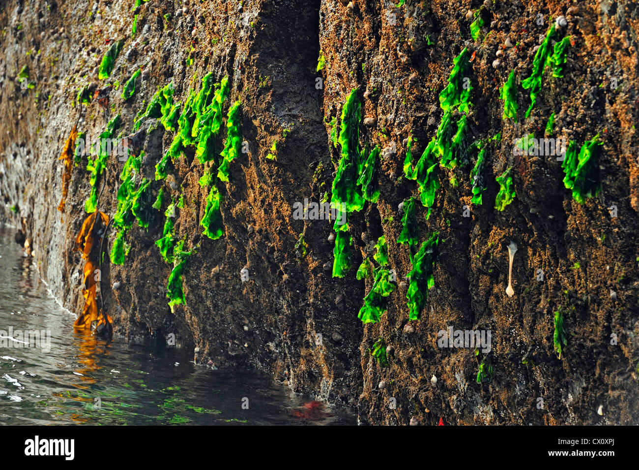 Lattuga di mare (Ulva lactuca) a bassa marea sulla parete di roccia di Hanson Island, isola di Vancouver, BC, Canada Foto Stock