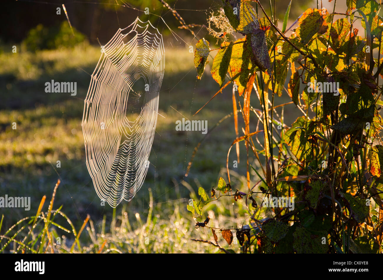 Autunno mattina rugiadoso spider-web e sunrise la luce solare Foto Stock