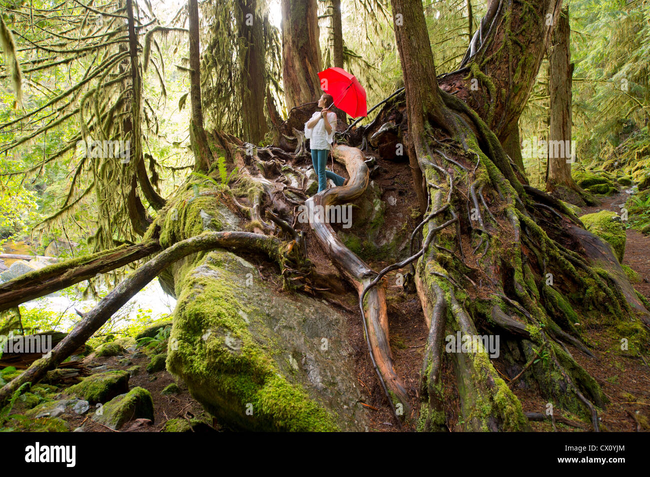 Donna in piedi sul grande albero radici con ombrellone rosso Foto Stock