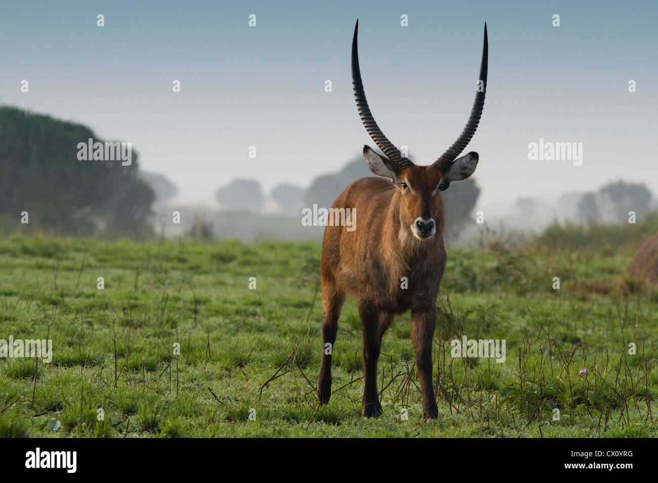 Maschio (Waterbuck Kobus ellipsiprymnus), Queen Elizabeth National Park, Uganda Foto Stock