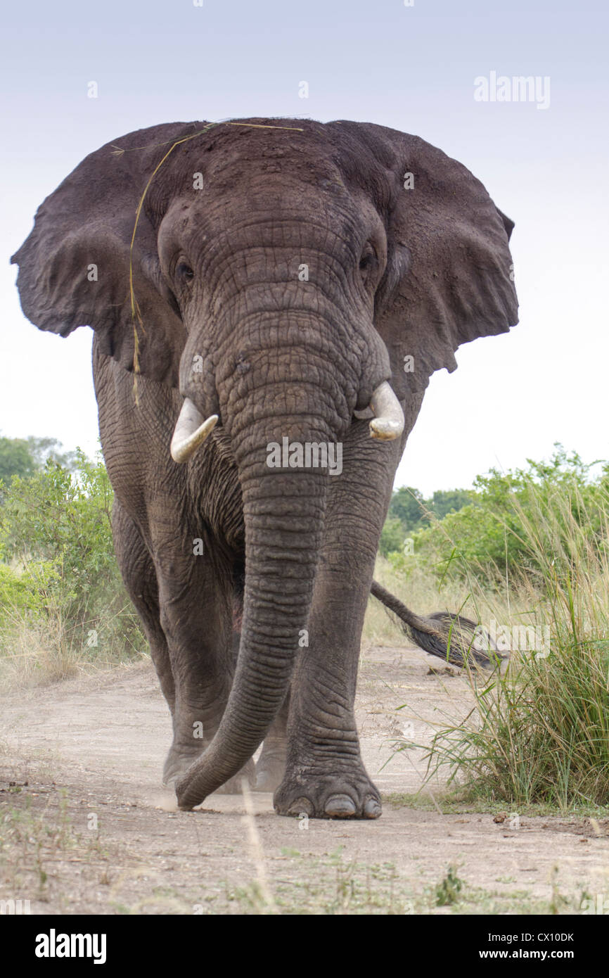 Bull dell' elefante africano (Loxodonta africana) simulazione di carica, Queen Elizabeth National Park, Uganda Foto Stock