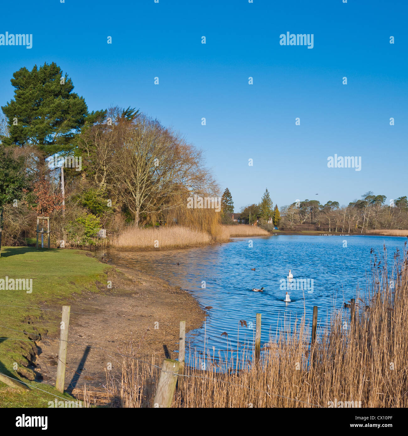 Una vista sul laghetto di mulino a Beaulieu, hampshire, Regno Unito. Foto Stock