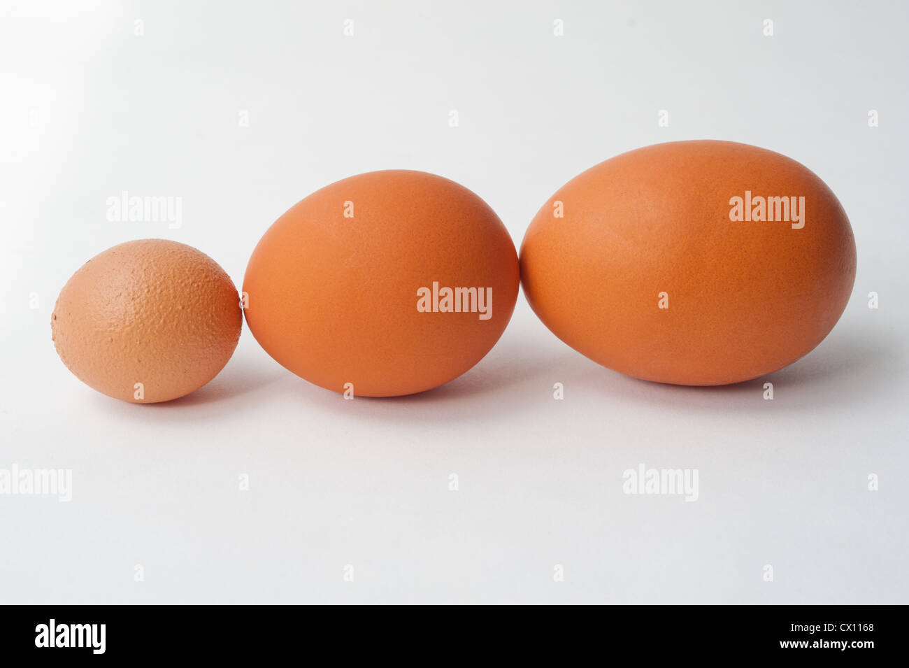 Le uova di gallina in una riga Foto Stock