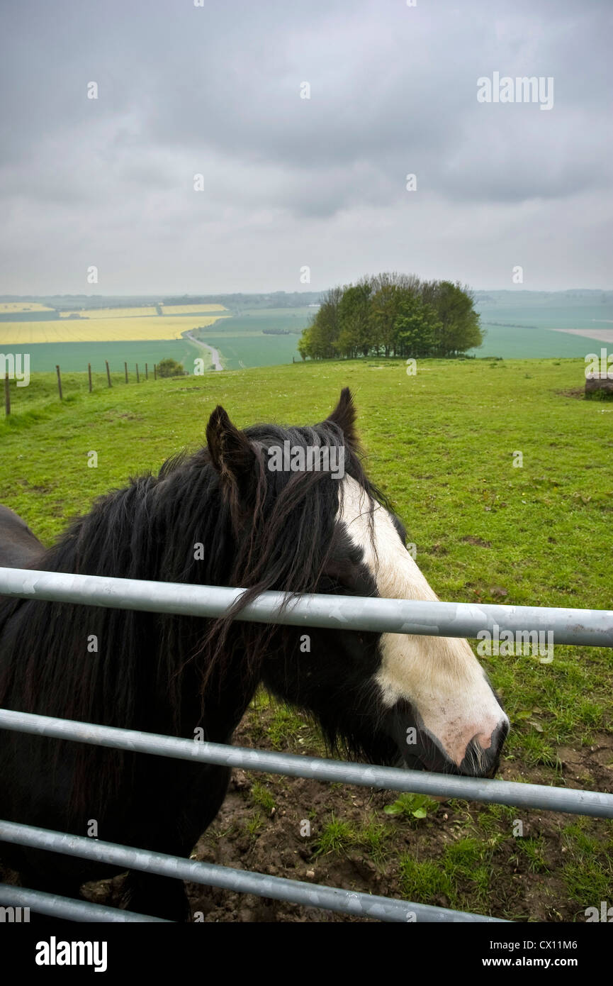 Amichevole su pony la Ridgeway a lunga distanza percorso, Marlborough Downs, Wiltshire, Regno Unito Foto Stock