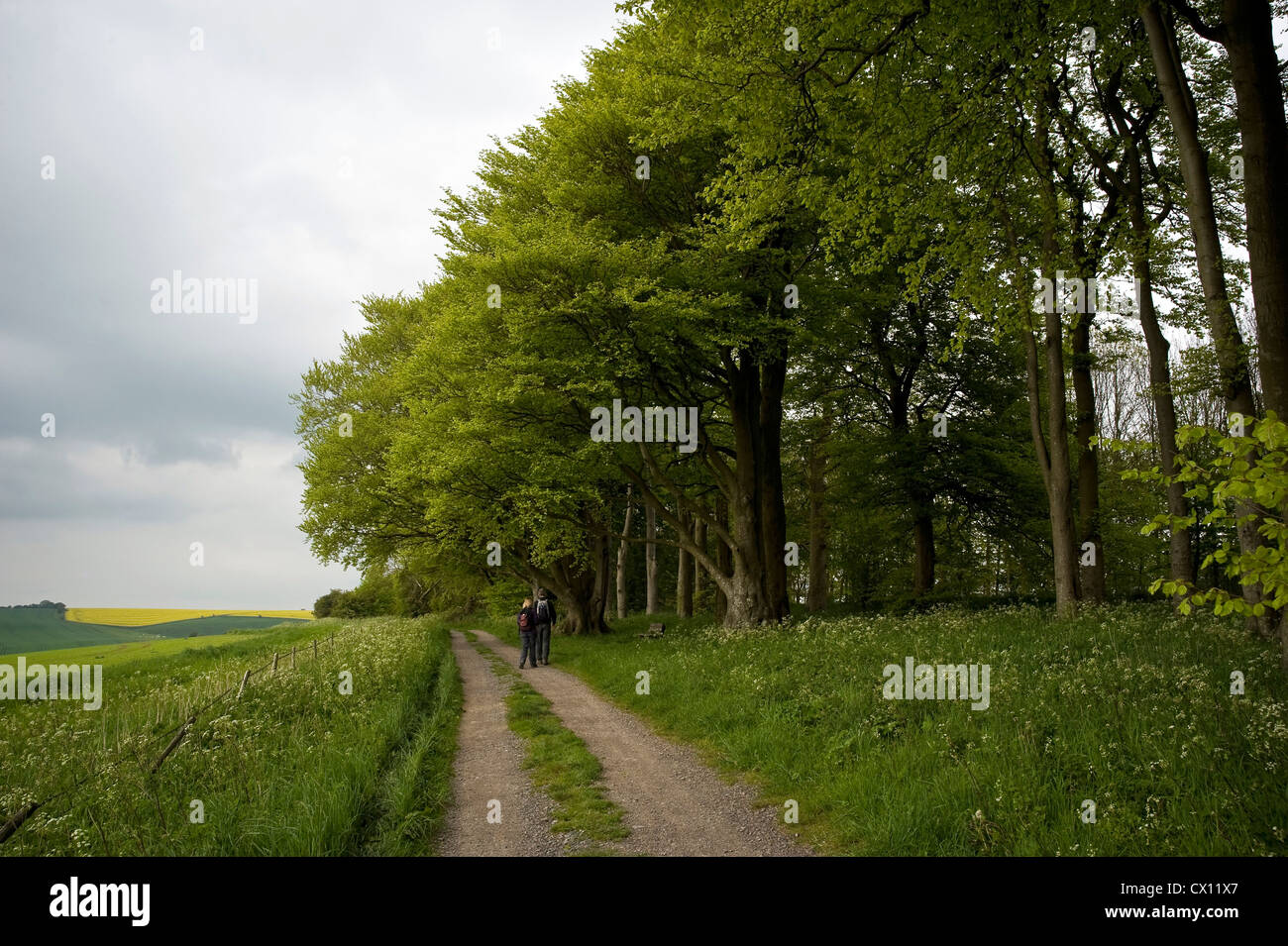 Antichi faggi sul Ridgeway distanza lungo il percorso nei pressi di Liddington Hill, Wiltshire, Regno Unito Foto Stock