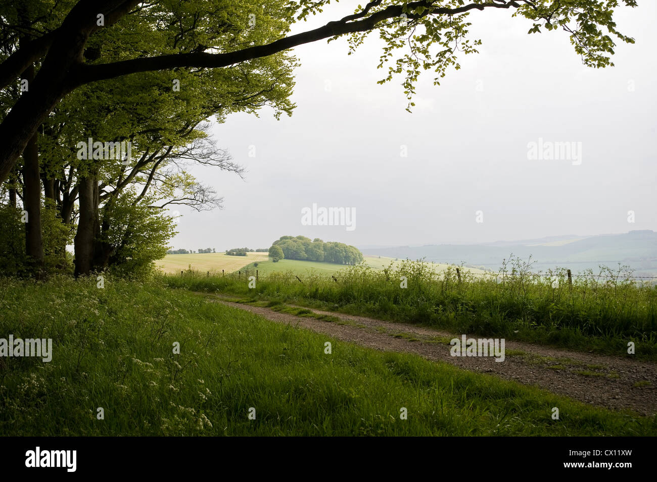 Antichi faggi sul Ridgeway distanza lungo il percorso nei pressi di Liddington Hill, Wiltshire, Regno Unito Foto Stock