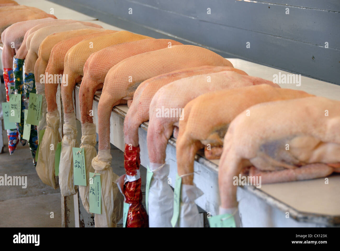 I tacchini a uno spettacolo agricolo nel Devon, Regno Unito Foto Stock