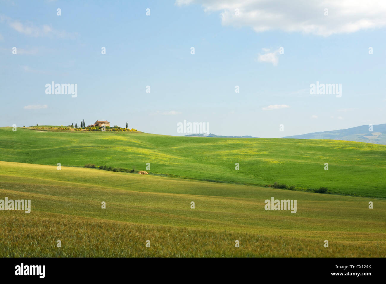 Paesaggio di rotolamento, Toscana, Italia Foto Stock