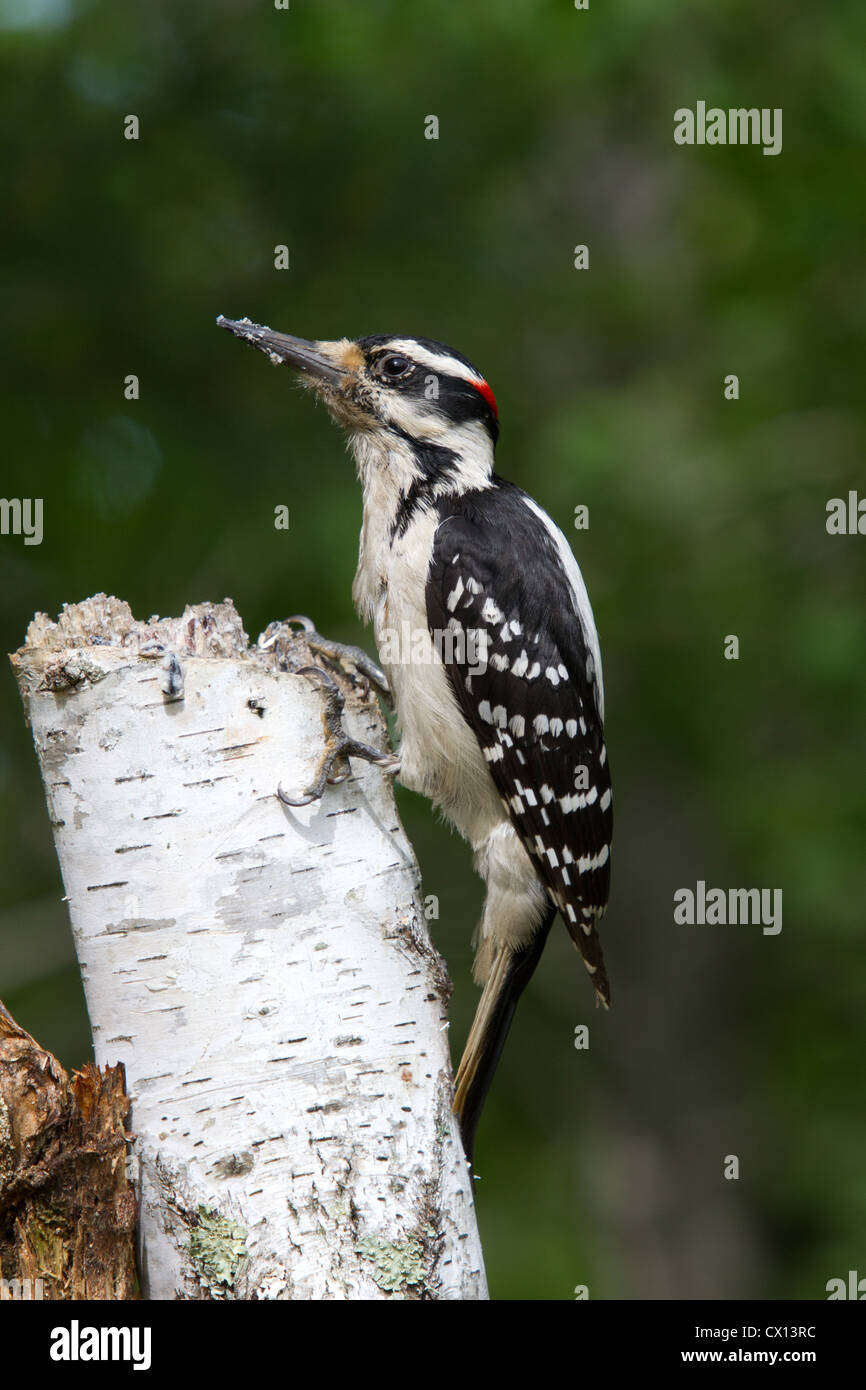 Picchio pelose - maschio Foto Stock