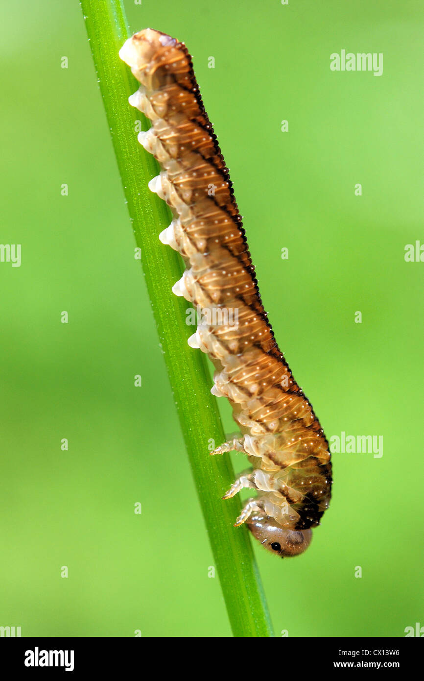 Caterpillar di butterfly Foto Stock