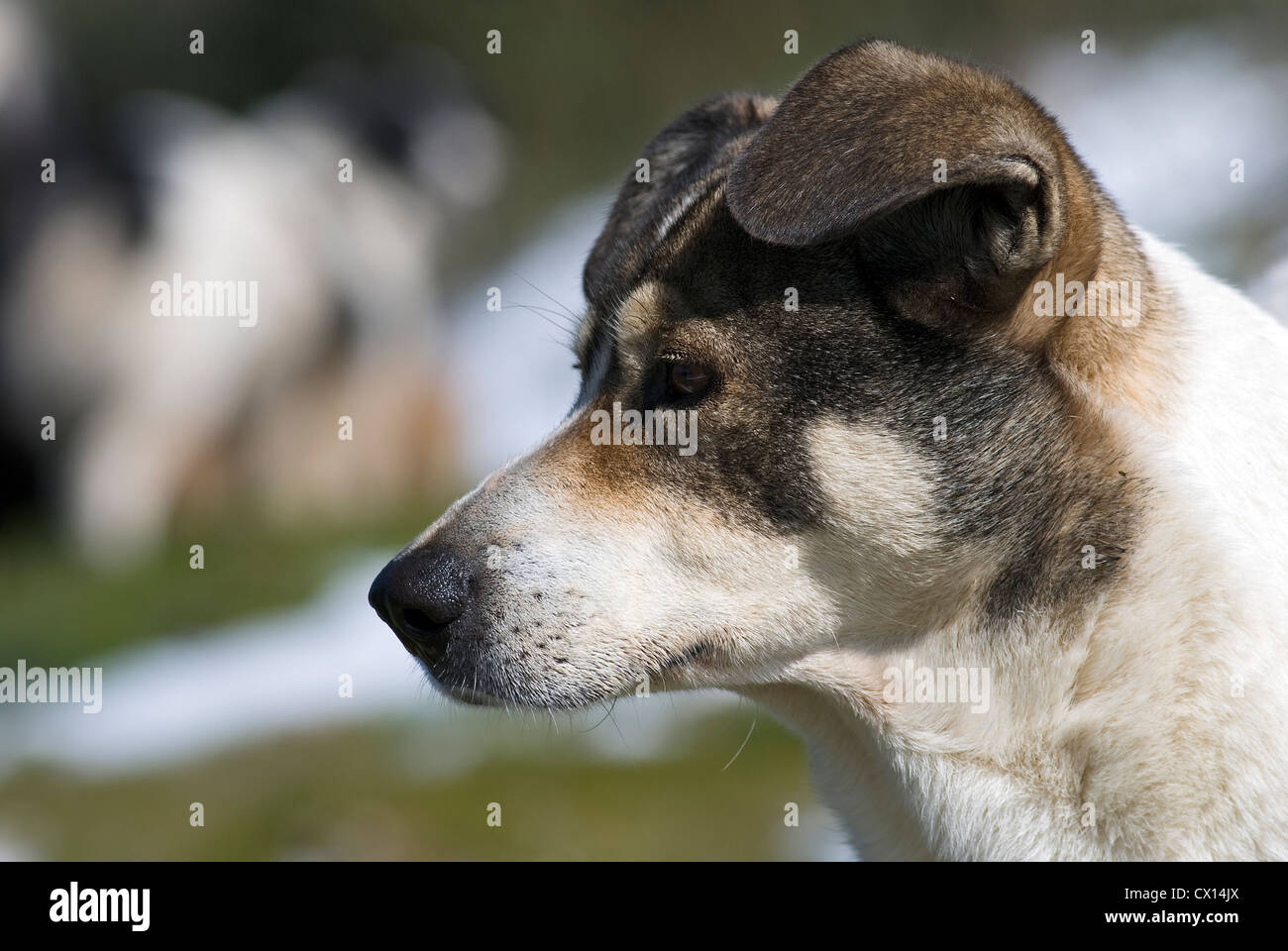 Un bianco e nero mongrel dog nel profilo con campi di neve sullo sfondo Foto Stock