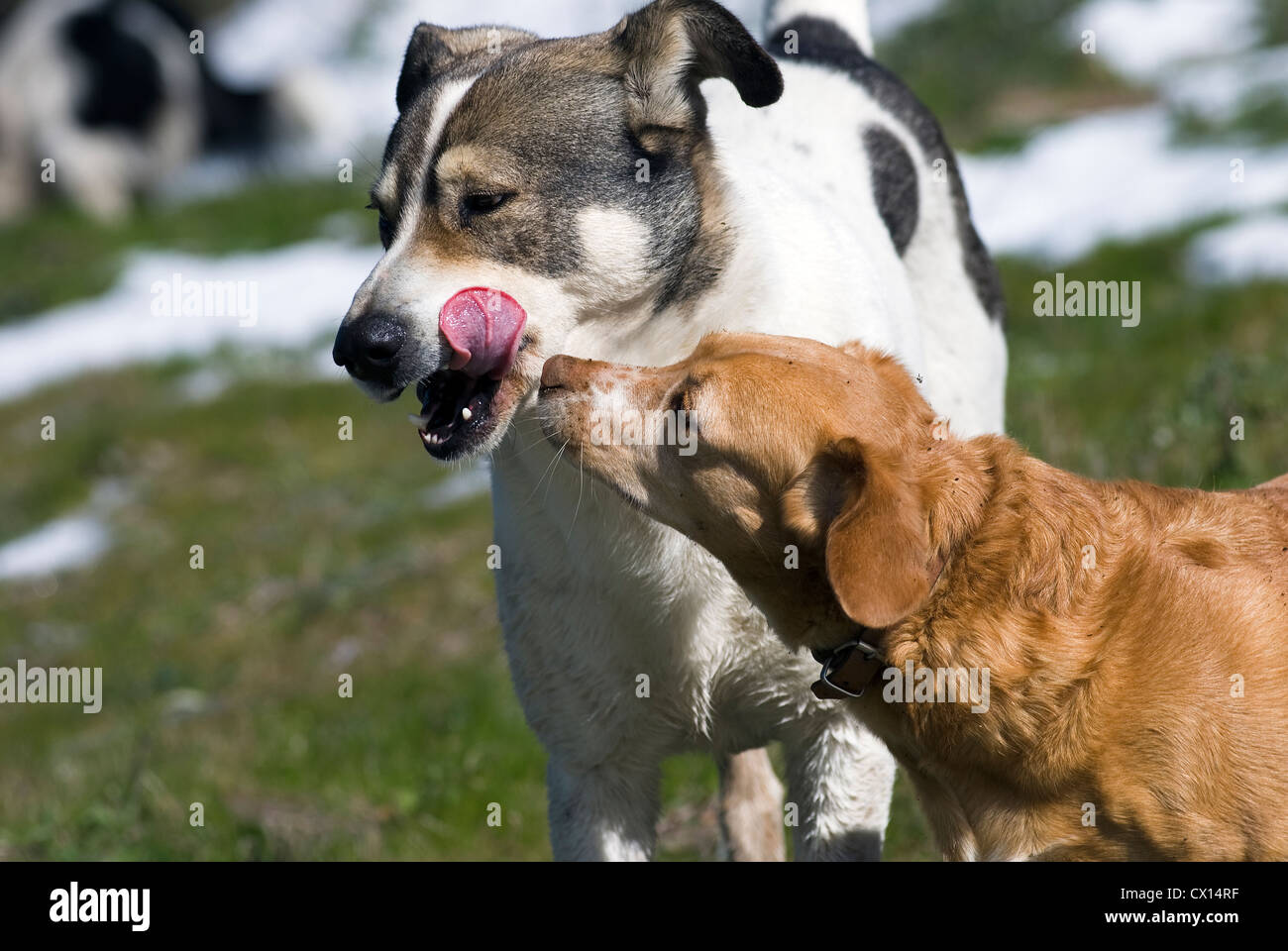 Incontro di due cani - uno leccare il muso, gli altri lo sniffing di lui - con campi di neve sullo sfondo Foto Stock