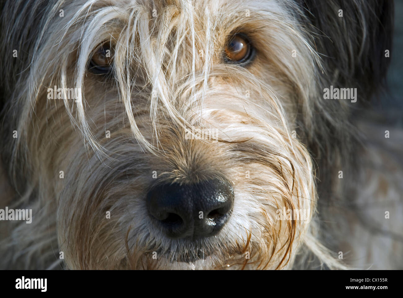 Ritratto di un cane Briard cercando ardentemente e fiduciosamente alla fotocamera Foto Stock