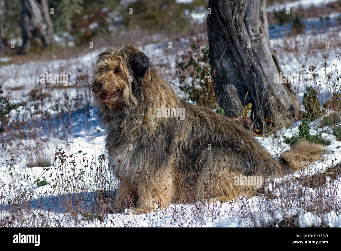 Briard mongrel seduta nella neve Foto Stock