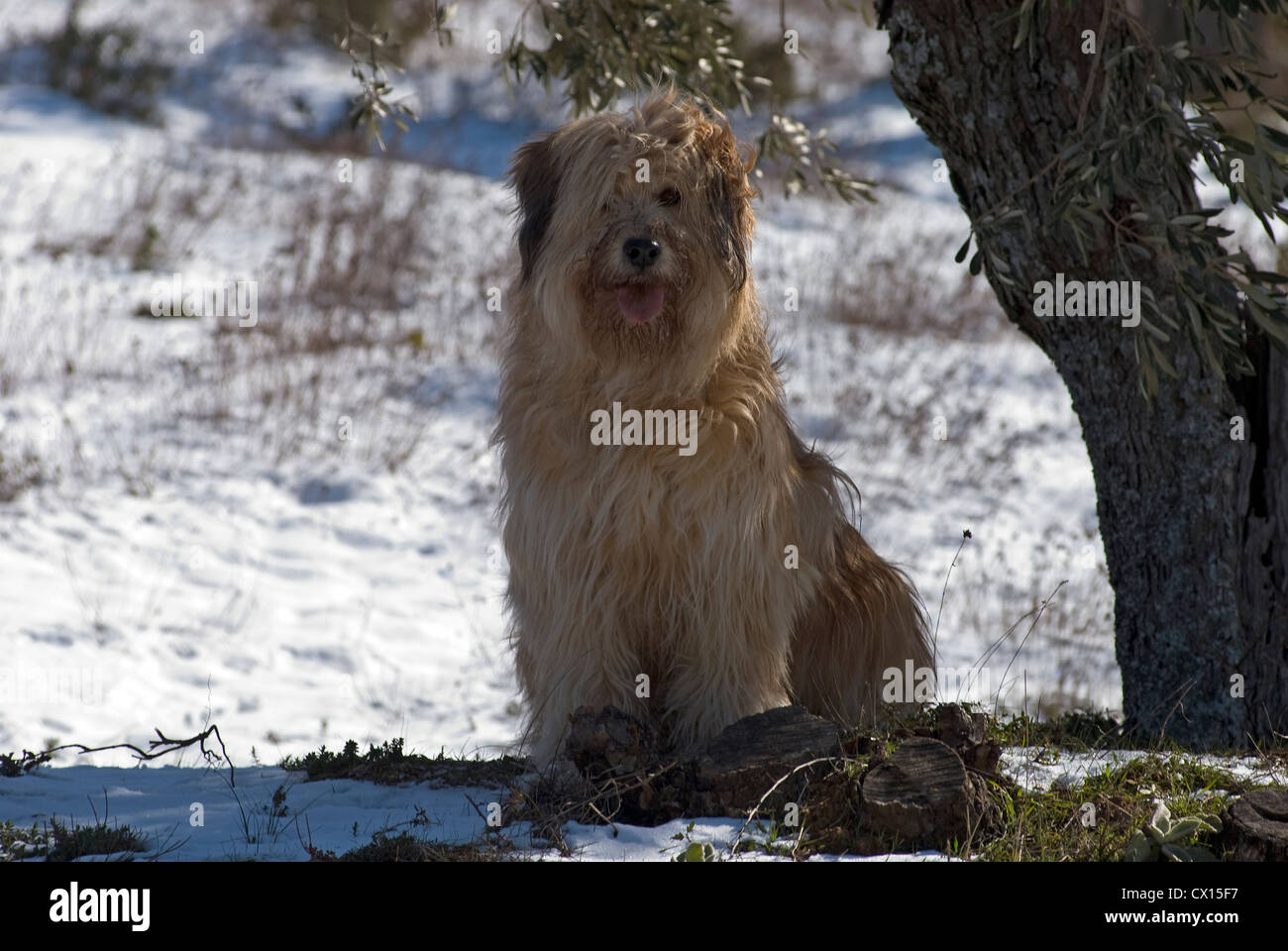 Briard mongrel con sporco muso seduta nella neve nell'ombra di un albero Foto Stock