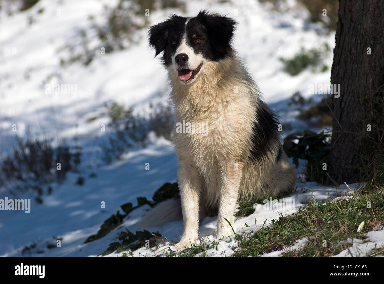 Pastore greco seduta nella neve Foto Stock