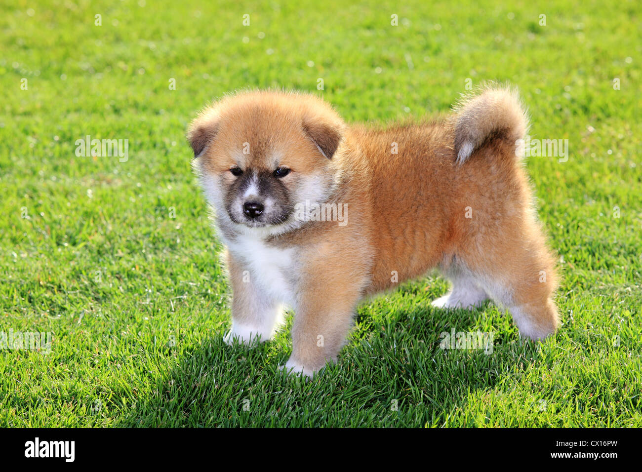 Uno Akita Inu cucciolo di cane su erba verde Foto stock - Alamy