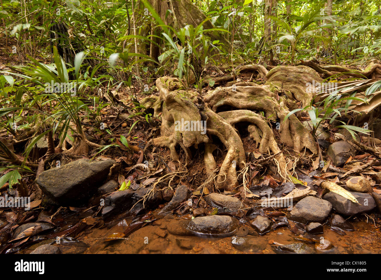 Radici nella foresta pluviale vicino Burbayar, provincia di Panama, Repubblica di Panama. Foto Stock